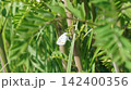 クララに停まるオオルリシジミ 142400356