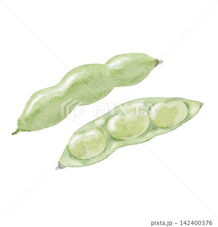 そら豆の水彩イラスト そら豆の水彩イラスト 142400376