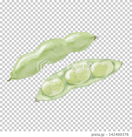 そら豆の水彩イラスト そら豆の水彩イラスト 142400376