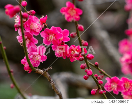 浜離宮恩賜公園の梅の花 浜離宮恩賜公園の梅の花 142400667