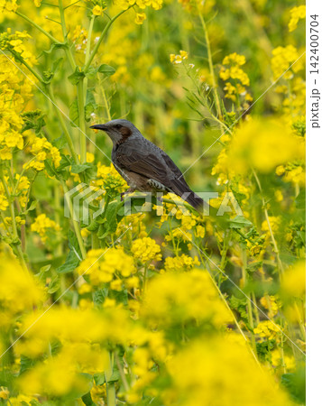 暖かな日差しの中で菜の花畑で戯れる浜離宮恩賜公園のヒヨドリ 暖かな日差しの中で菜の花畑で戯れる浜離宮恩賜公園のヒヨドリ 142400704