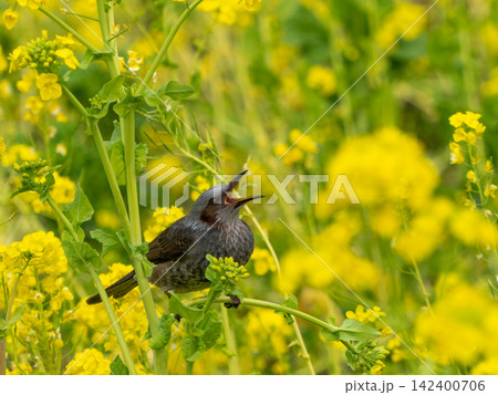 暖かな日差しの中で菜の花畑で戯れる浜離宮恩賜公園のヒヨドリ 暖かな日差しの中で菜の花畑で戯れる浜離宮恩賜公園のヒヨドリ 142400706