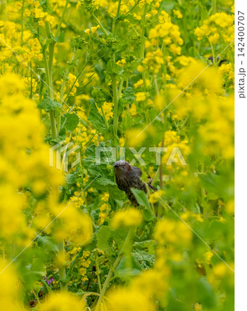 暖かな日差しの中で菜の花畑で戯れる浜離宮恩賜公園のヒヨドリ 暖かな日差しの中で菜の花畑で戯れる浜離宮恩賜公園のヒヨドリ 142400707