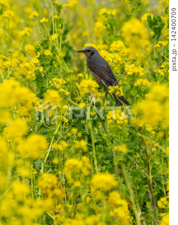 暖かな日差しの中で菜の花畑で戯れる浜離宮恩賜公園のヒヨドリ 142400709