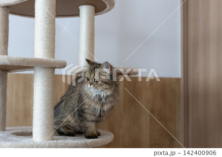 キャットタワーの上でくつろぐ可愛い猫 ペルシャ猫 キャットタワーの上でくつろぐ可愛い猫 ペルシャ猫 142400906