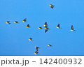 アオバトの飛来 142400932