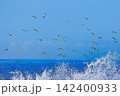 アオバトと波 142400933
