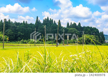 夏から秋へ移り変わる日本の美しい農村風景 夏から秋へ移り変わる日本の美しい農村風景 142400978