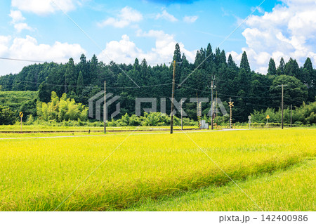 夏から秋へ移り変わる日本の美しい農村風景 夏から秋へ移り変わる日本の美しい農村風景 142400986