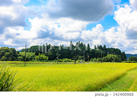 夏から秋へ移り変わる日本の美しい農村風景 夏から秋へ移り変わる日本の美しい農村風景 142400988