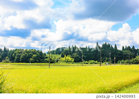 夏から秋へ移り変わる日本の美しい農村風景 142400993