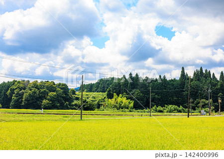 夏から秋へ移り変わる日本の美しい農村風景 142400996