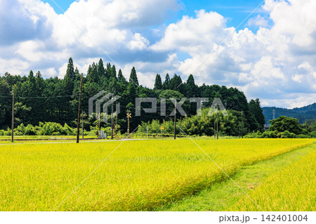 夏から秋へ移り変わる日本の美しい農村風景 142401004