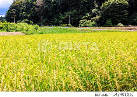 夏から秋へ移り変わる日本の美しい農村風景 142401016
