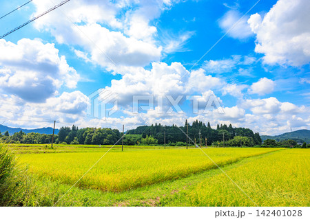 夏から秋へ移り変わる日本の美しい農村風景 夏から秋へ移り変わる日本の美しい農村風景 142401028