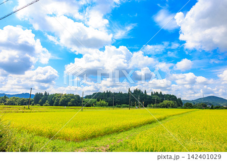 夏から秋へ移り変わる日本の美しい農村風景 142401029