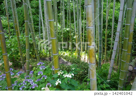 鎌倉にある長谷寺の紫陽花と竹 142401042