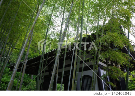 鎌倉の長谷寺にある竹に覆われた経蔵 鎌倉の長谷寺にある竹に覆われた経蔵 142401043