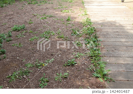 公園の広場に生えた雑草 公園の広場に生えた雑草 142401487