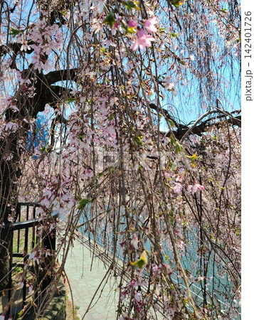 川沿いに咲いた桜 142401726