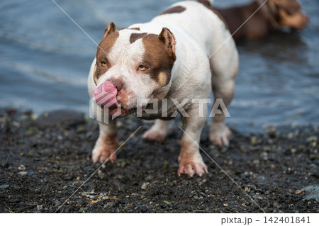 Beautiful professional stock photography focused on a male dog's physical health, bone strength development, and athletic stamina. White and brown American Bully breed animal with a funny pink tongue 142401841