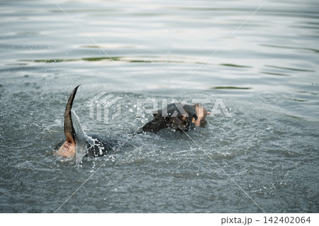 High-speed action shot capturing a black and tan purebred American Bully dog exercising in deep water. Professional veterinary illustration representing joints physical therapy, stamina training, and 142402064