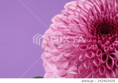 Close-up of pink flower with detailed petals and dark center Close-up of pink flower with detailed petals and dark center 142402428