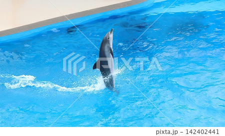 Dolphin jumping out of blue pool water at aquatic park 142402441