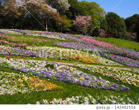 花畑 花畑 142402558