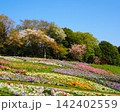 花畑 142402559