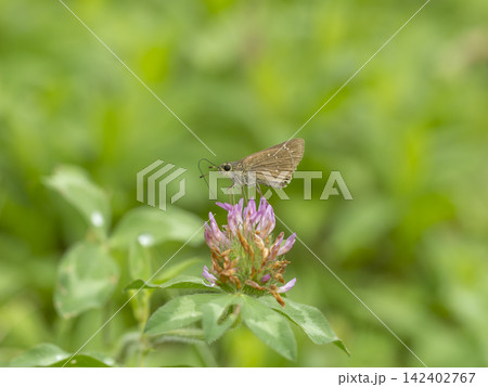 ムラサキツメクサの蜜を吸うチャバネセセリ 142402767