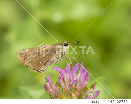 ムラサキツメクサの蜜を吸うチャバネセセリ ムラサキツメクサの蜜を吸うチャバネセセリ 142402773