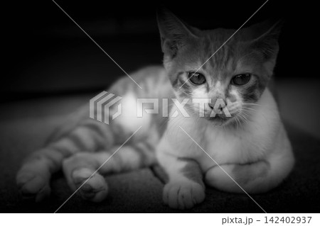 少年時代~気まぐれ子猫~ 少年時代~気まぐれ子猫~ 142402937