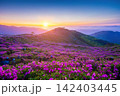 Sunset over purple flower field with mountains in background 142403445
