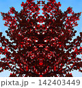 Symmetrical pattern of red and black leaves on a blue sky background 142403449