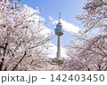 Tall communication tower among blooming cherry blossom trees 142403450