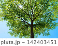 Tall green tree with full leaves under blue sky 142403451