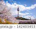Tall tower on hill with blooming cherry trees and blue sky 142403453
