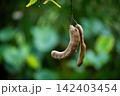 Tamarind pods hanging from a tree branch in a green forest 142403454