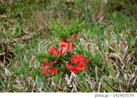 レンゲツツジ(蓮華躑躅)※撮影地:湯ノ丸山 レンゲツツジ(蓮華躑躅)※撮影地:湯ノ丸山 142403579