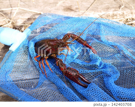 用水路にいたアメリカザリガニ 用水路にいたアメリカザリガニ 142403708