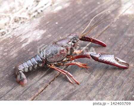 用水路にいたアメリカザリガニ 用水路にいたアメリカザリガニ 142403709