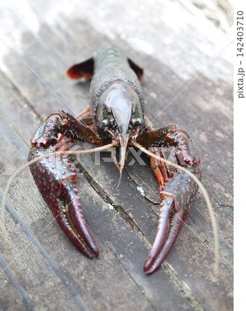 用水路にいたアメリカザリガニ 用水路にいたアメリカザリガニ 142403710