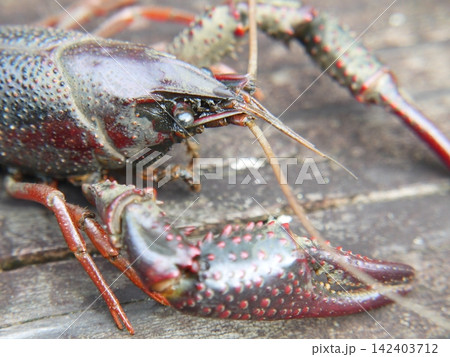 用水路にいたアメリカザリガニ 142403712
