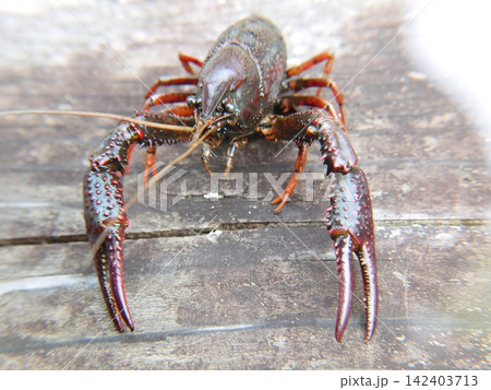 用水路にいたアメリカザリガニ 用水路にいたアメリカザリガニ 142403713