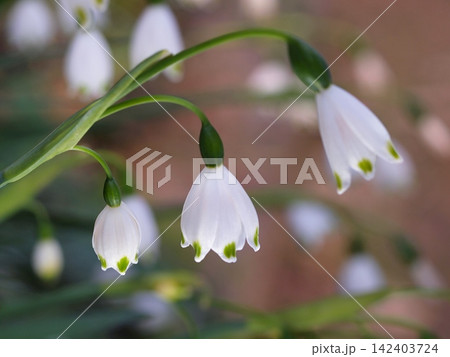 スノーフレークの花の生態写真 スノーフレークの花の生態写真 142403724