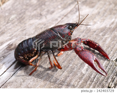 用水路にいたアメリカザリガニ 用水路にいたアメリカザリガニ 142403729