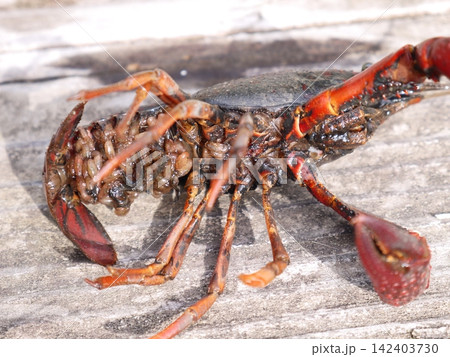 用水路にいたアメリカザリガニ 用水路にいたアメリカザリガニ 142403730