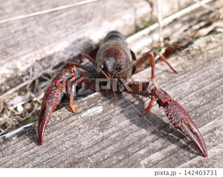 用水路にいたアメリカザリガニ 用水路にいたアメリカザリガニ 142403731