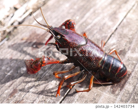 用水路にいたアメリカザリガニ 用水路にいたアメリカザリガニ 142403734